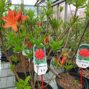 Puistoatsalea Satan Rhododendron