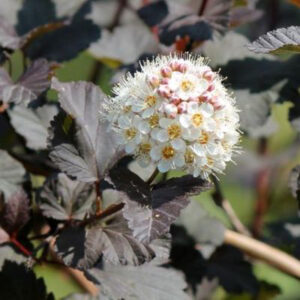 Purppuraheisiangervo Andre Physocarpus opulifolius