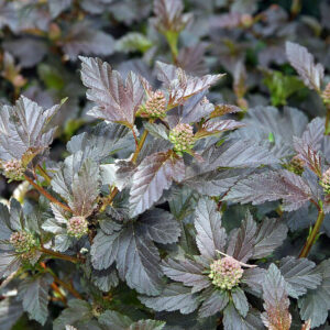 Purppuraheisiangervo Diabolo Physocarpus opulifolius