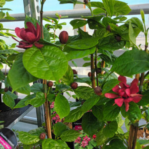 Rosettipensas Hartlage Wine Calycanthus x raulstonii