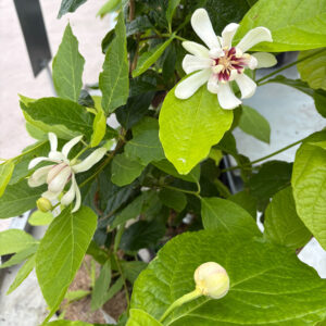 Magnoliaa ja kameliaa muistuttava, upeasti kukkiva koristepensas