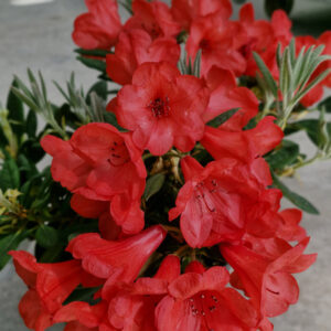 Royal-alppiruusu Royal Red