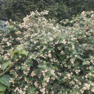 Seppelvarpu Stephanandra incisa