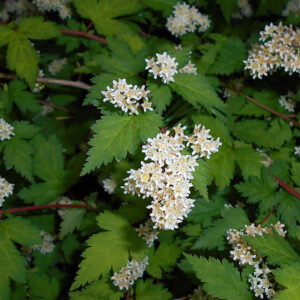 Seppelvarpu Stephanandra incisa Crispa