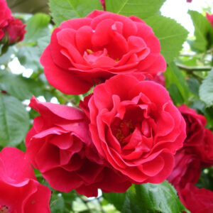 Köynnösruusu Sympathie Rosa
