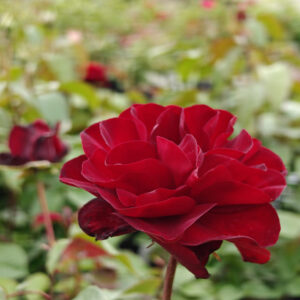 Tertturuusu Europeana Rosa Floribunda