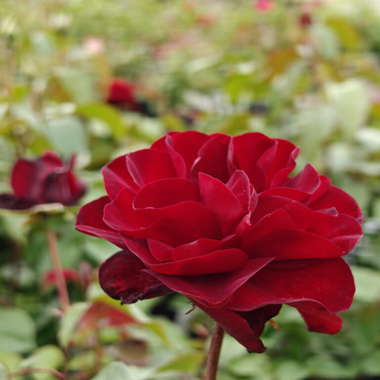 Tertturuusu Europeana Rosa Floribunda