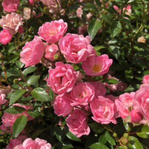 Maanpeiteruusu The Fairy Rosa
