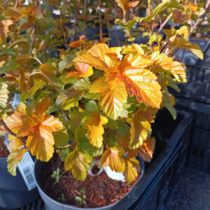 Heisiangervo Amber Jubilee Physocarpus opulifolius