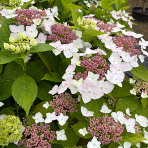 Hortensia Cloudi Hydrangea serrata x macrophylla