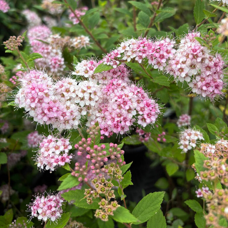 Keijuangervo Spiraea japonica Little Princess 3