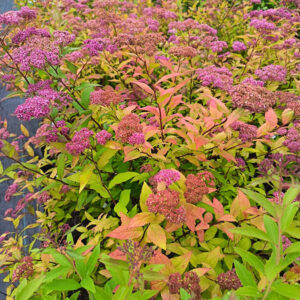 Keltajapaninangervo Goldflame Spiraea japonica