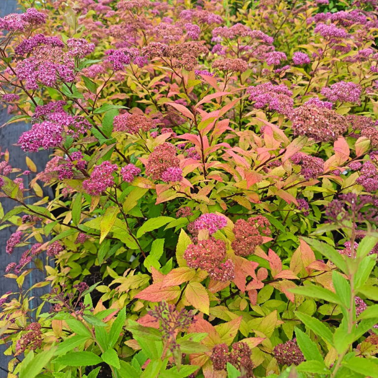 Keltajapaninangervo Goldflame Spiraea japonica