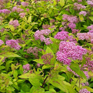Keltajapaninangervo Goldmound Spiraea japonica