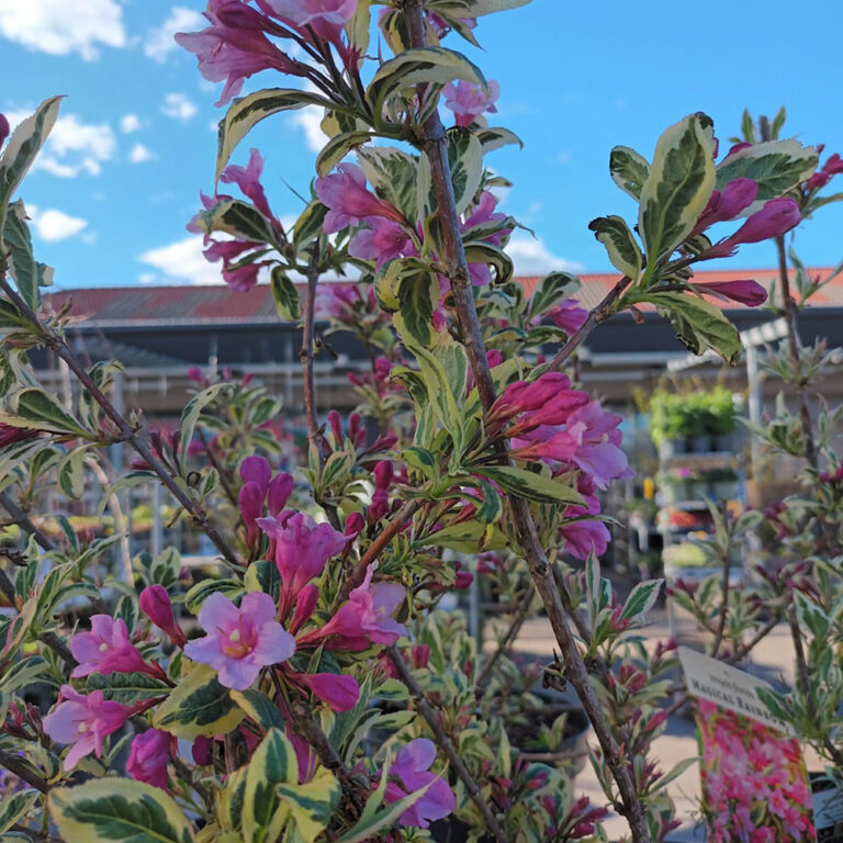 Komeakotakuusama Magical Rainbow Weigela florida