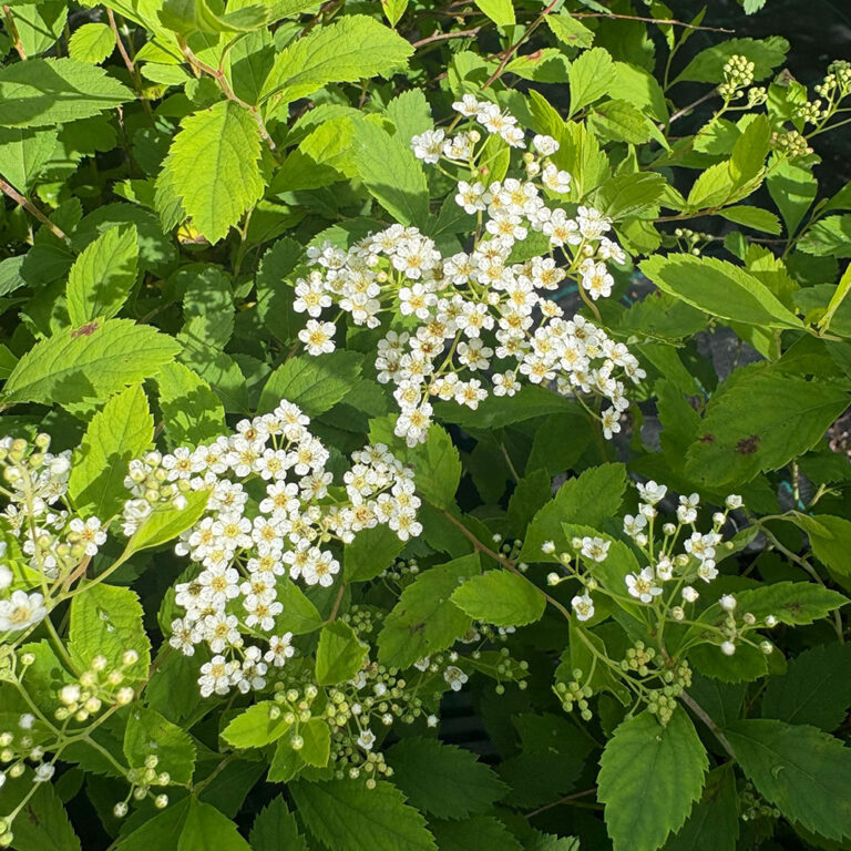 Lamopensasangervo Spiraea decumbens