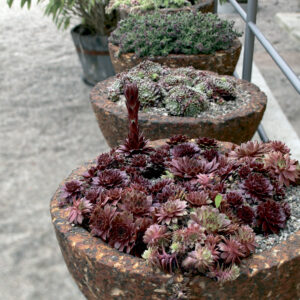 Mehiruusukkeita Sempervivum ruukussa