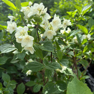 Pihajasmike Philadelphus coronarius