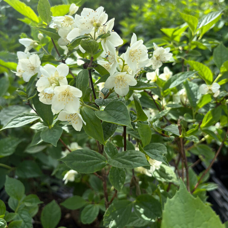 Pihajasmike Philadelphus coronarius