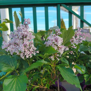 Pikkusyreeni Little Lady Syringa meyeri