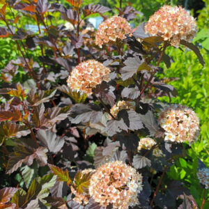 Purppuraheisiangervo Diabolo 2 Physocarpus opulifolius