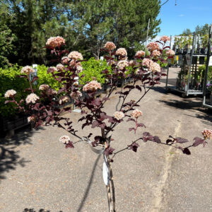 Purppuraheisiangervo Lady in Red rungollinen Physocarpus opulifolius 2