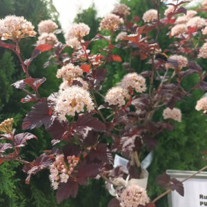 Purppuraheisiangervo Lady in Red rungollinen Physocarpus opulifolius