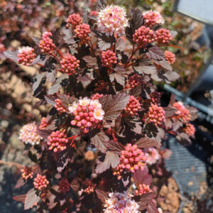 Purppuraheisiangervo Little Devil Physocarpus opulifolius kukassa