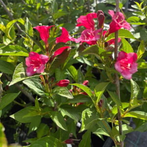 Tarhakotakuusama Bristol Ruby Weigela