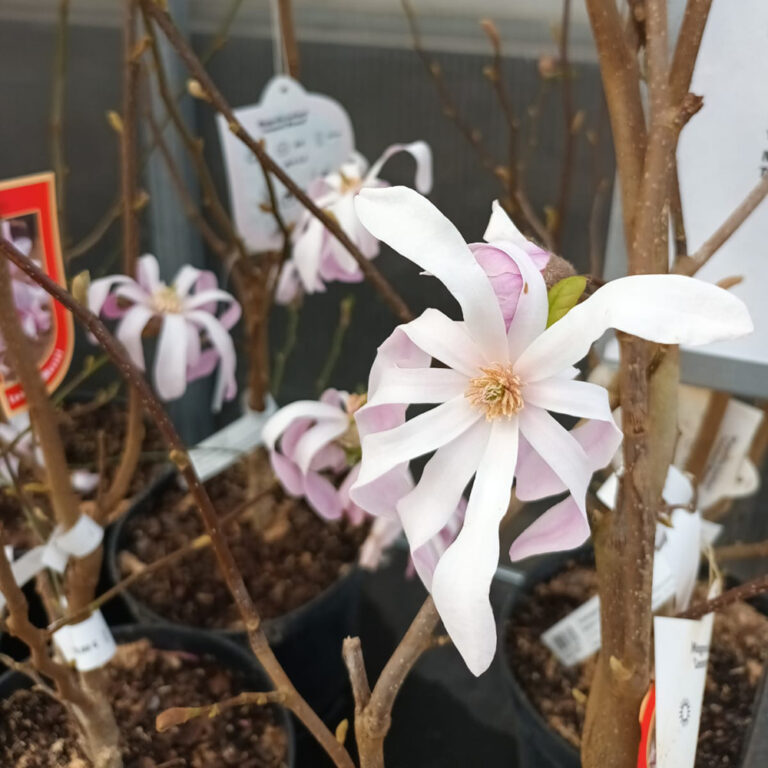 Tarhamagnolia Leonard Messel
