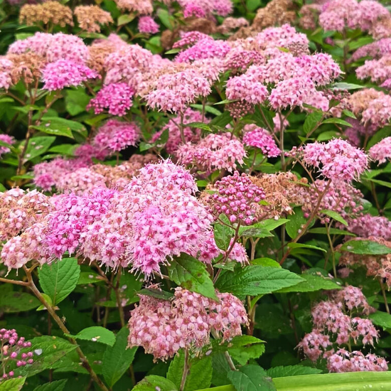 Tummakeijuangervo Manon Spiraea japonica