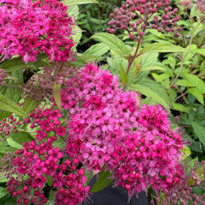 Tummaruusuangervo Sapho Spiraea japonica