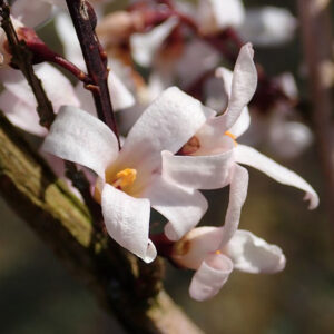 Valeabelia Abeliophyllum distichum