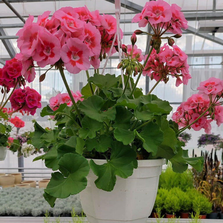 Kotimaiset oman tuotantomme puoliriippuvat Calliope pelargonit kestävät hyvin tuulta ja sadetta ja viihtyvät auringossa