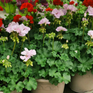 Kotimainen pelargoni upeassa XL koossa