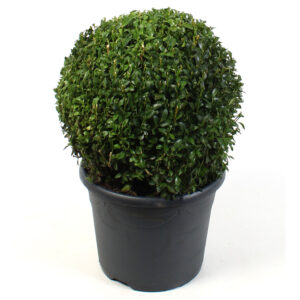 Muotoonleikattu pallomainen puksipuu Buxus