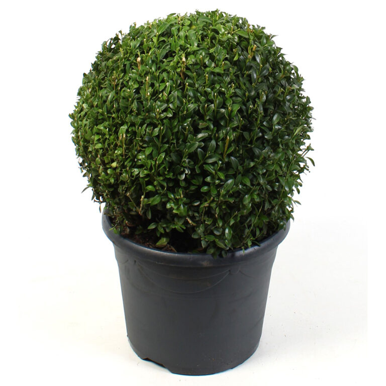 Muotoonleikattu pallomainen puksipuu Buxus
