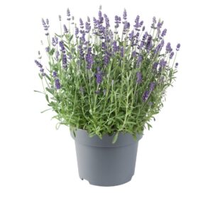 Tähkälaventeli Lavandula angustifolia 17-19 cm
