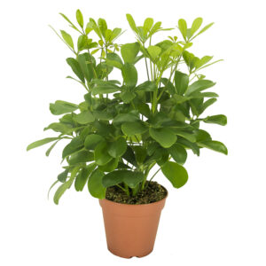 Siroliuska-aralia on helppohoitoinen ja rehevä viherkasvi hajavaloon