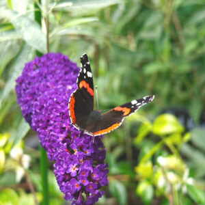 Syyssyrikän Butterfly Candy -lajikeryhmän lajikkeet ovat erittäin runsaskukkaisia, miedosti tuoksuvia ja houkuttelevat perhosia ja pölyttäjiä. Kooltaan erinomaisia ruukkuun tai perennapenkkiin istutettaviksi.