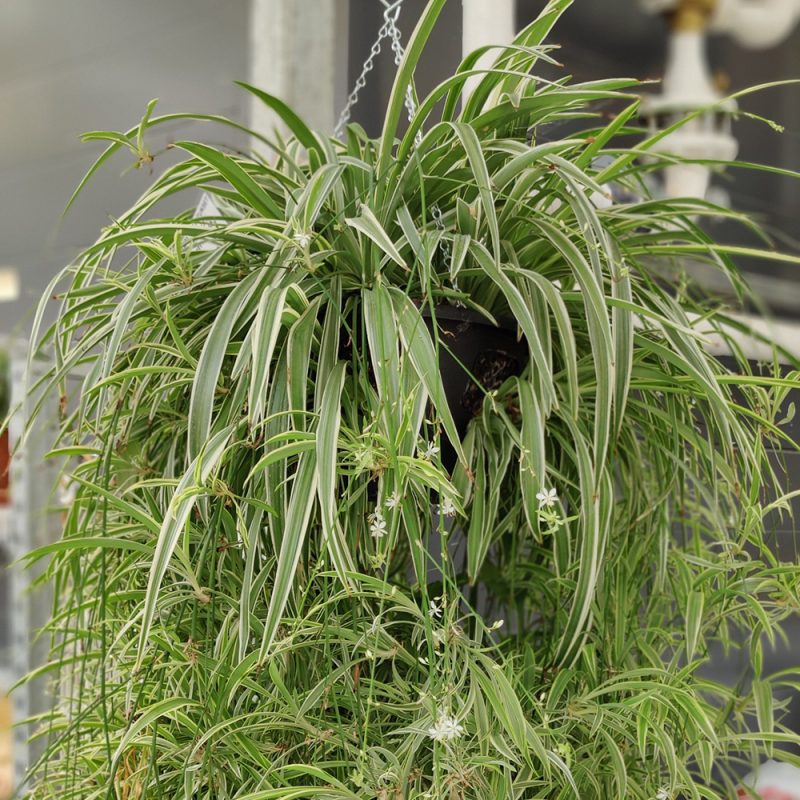 Rönsyliljan taimia istutettuna muoviseen amppeliin jossa avattavia luukkuja