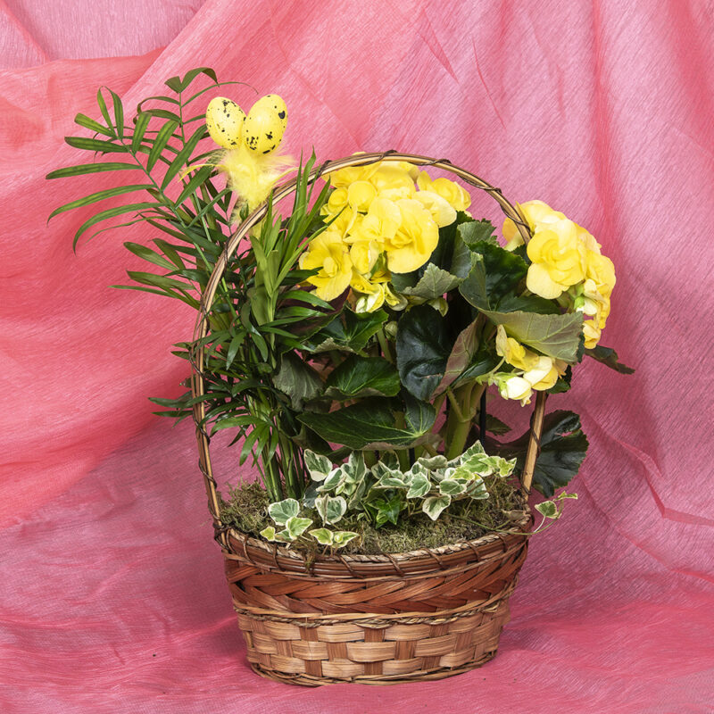 Sankakoriin istutettuna ruusubegonia, vuoripalmu ja kirjava muratti, sammal ja koriste