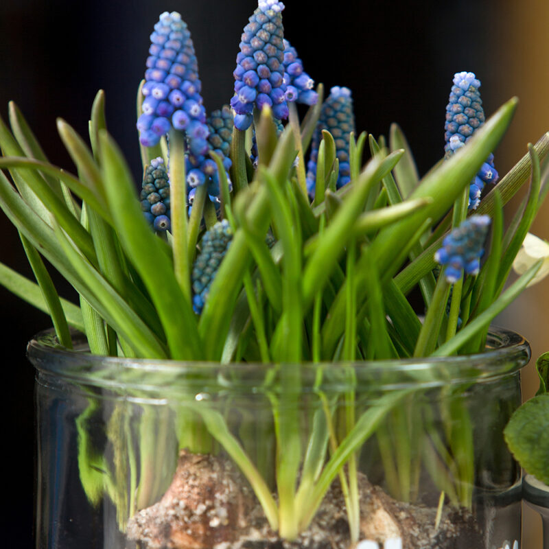 Helmililja ja söpö ja pieni kevään sipulikukka, joka viihtyy viileässä esim. lasitetulla parvekkeella