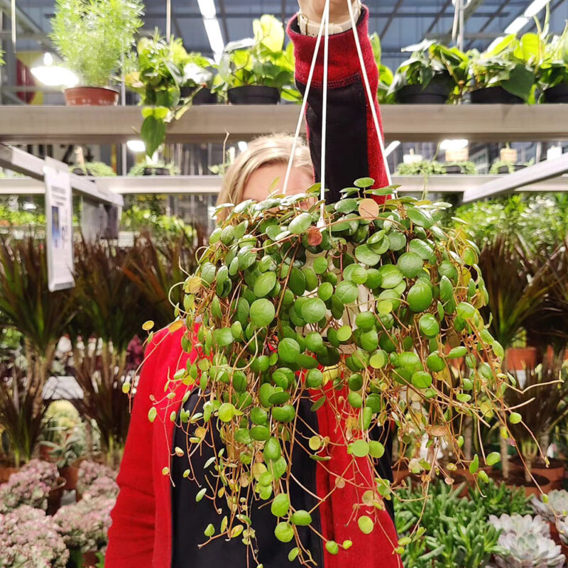 Muorinkukka Pepperspot sopii erinomaisesti amppeliin vaikka nuoren ensimmäiseksi viherkasviksi