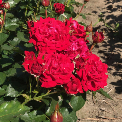 Nina Weibull tertturuusulla on kerrotut tummanpunaiset kukat ja kiiltävät tummat lehdet 