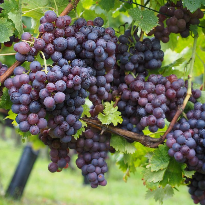 Viiniköynnöksiä voit kasvattaa myös avomaalla valitsemalla oikean lajikkeen