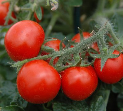Kotimaiset oman tuotantomme tomaatin taimet nyt myymälöissämme 