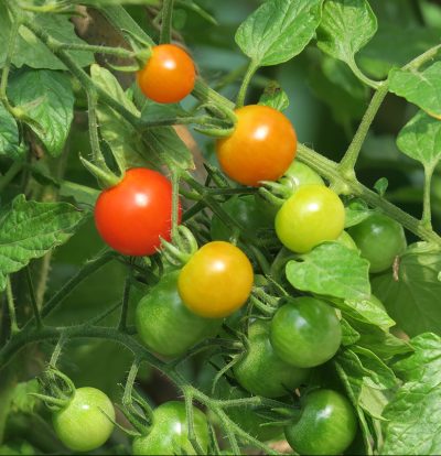 Kotimaiset oman tuotantomme tomaatin taimet nyt myymälöissämme 