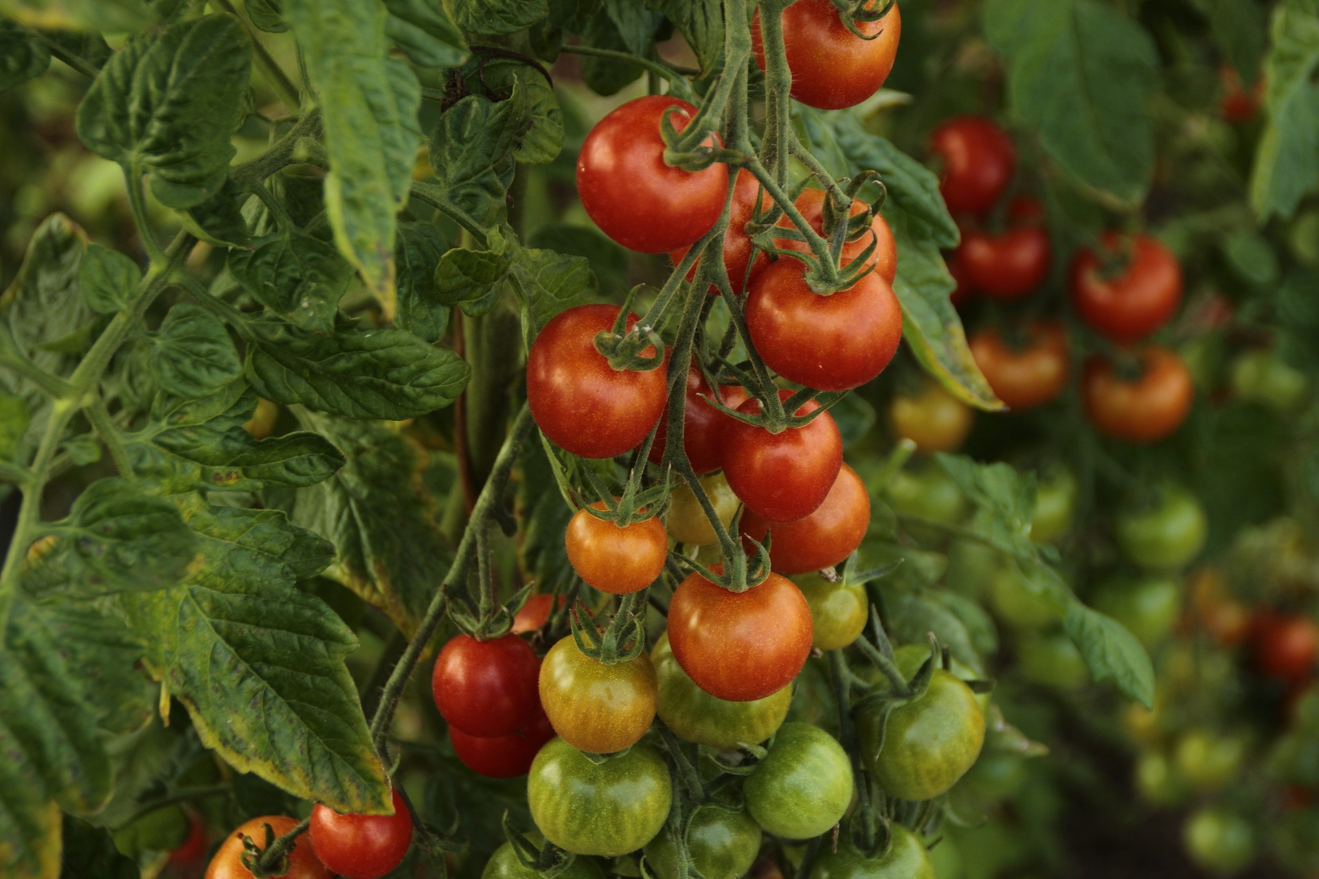 Omasta tuotannostamme kotimaiset tomaatin, kurkun, kurpitsan, maissin, chilin ja paprikan taimet joita voit kasvattaa kasvihuoneessa, parvekkeella tai viljelypalstalla