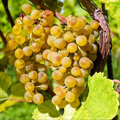 Viiniköynnöksiä voit kasvattaa myös avomaalla valitsemalla oikean lajikkeen 